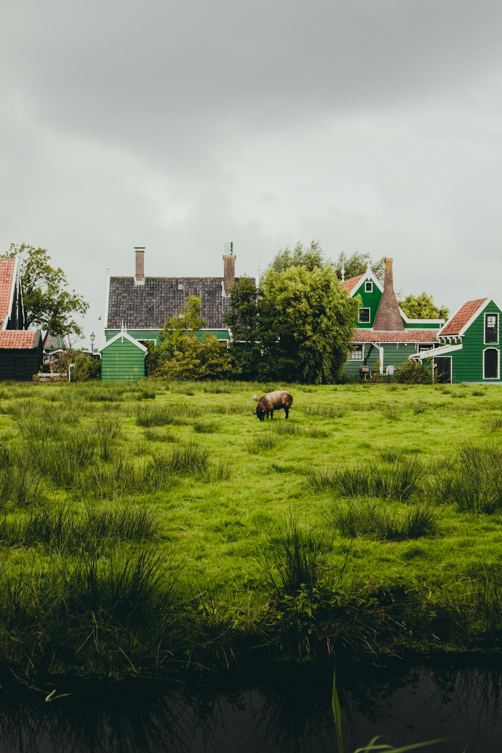 a cow standing in a field next to a house