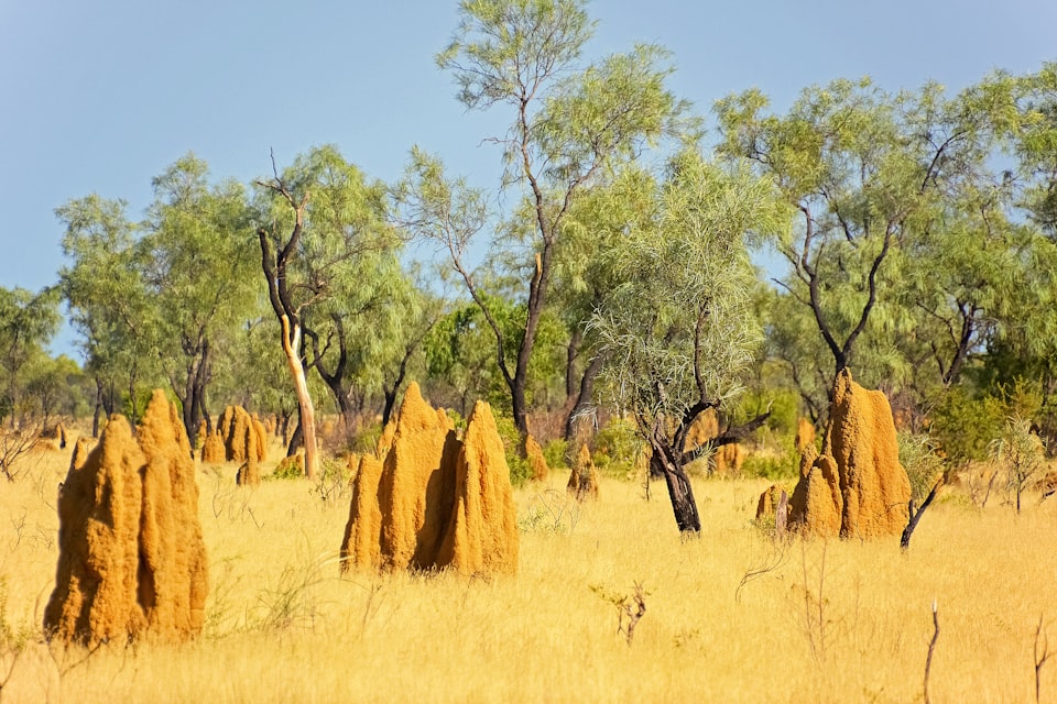 Termites build incredibly complicated mounds which self cool. See here https://youtu.be/620omdSZzBs