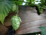 Close-up of fresh hops and malt ready for brewing in a rustic kitchen.