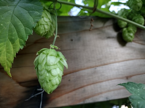 Close-up of fresh hops and barley grains on wooden table.