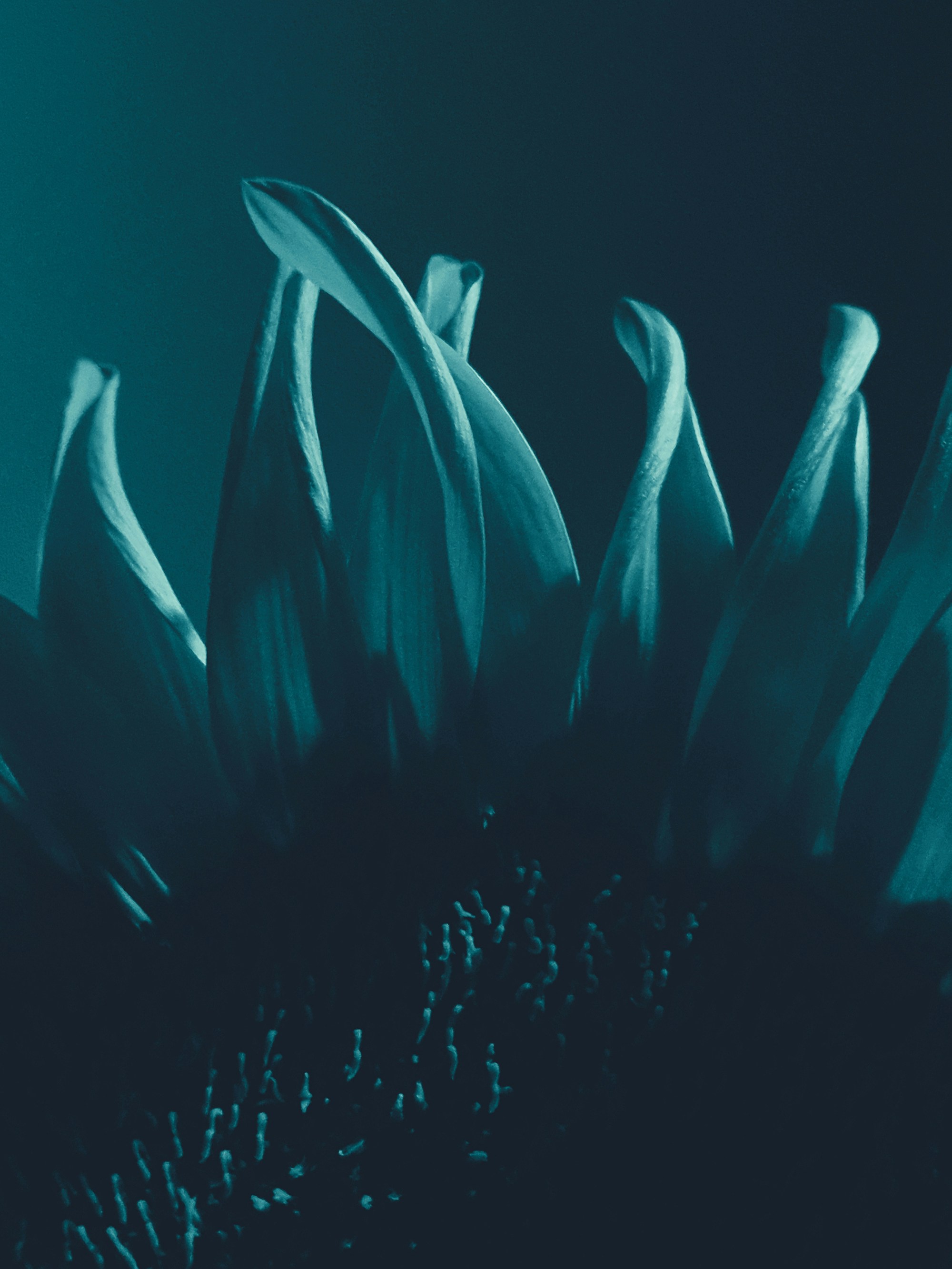 Photo by hasanalmasi