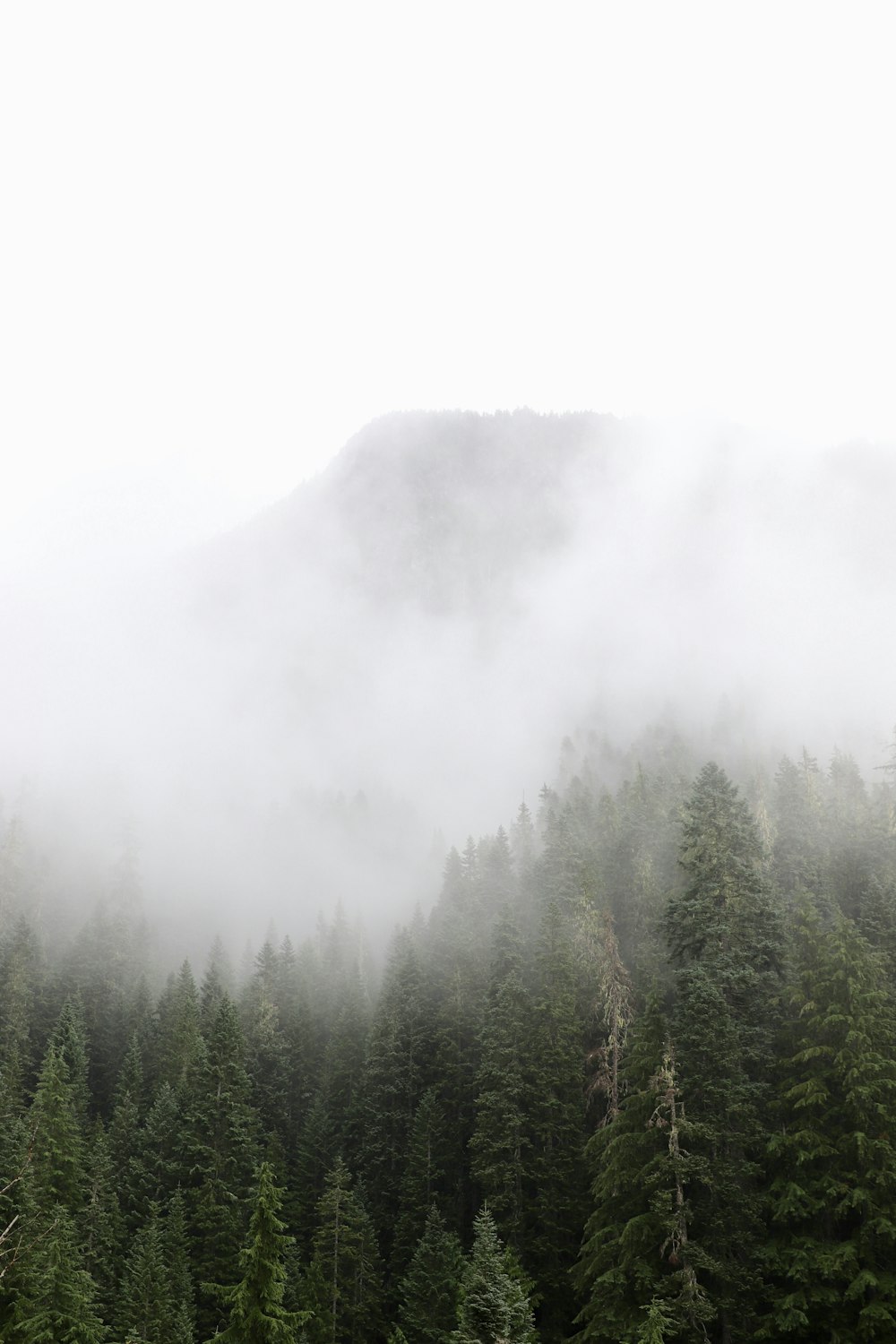 a forest filled with lots of trees covered in fog