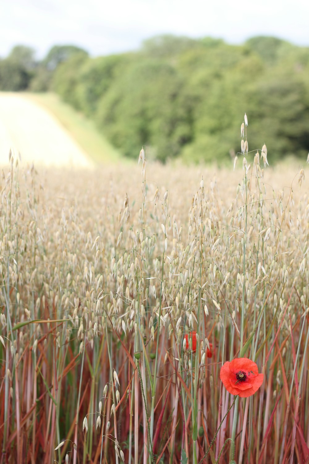 a red poppy in a field of tall grass