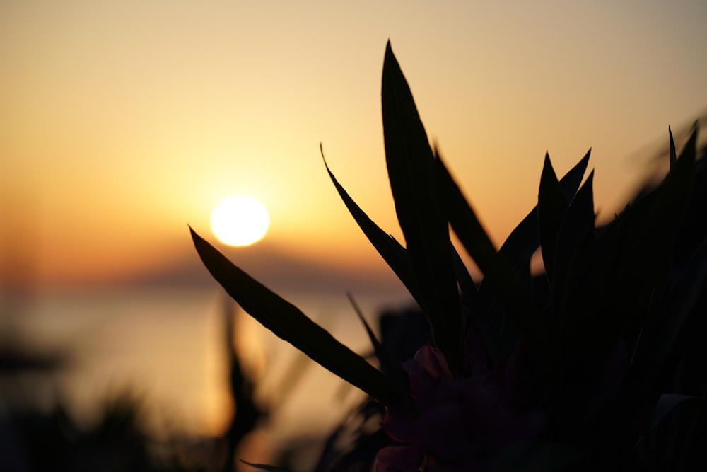 Le soleil se couche sur un plan d’eau