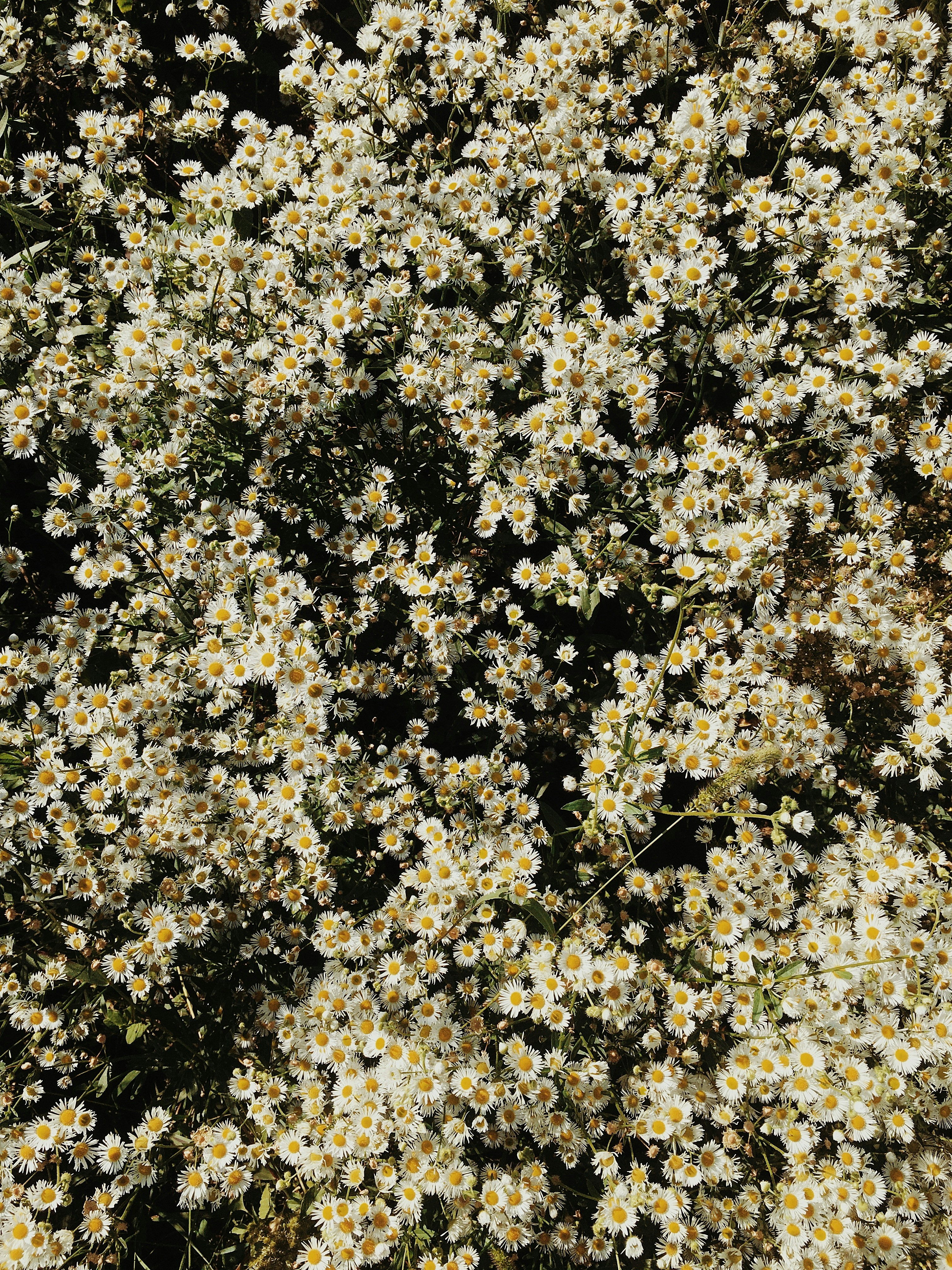 Photo by benjamindem