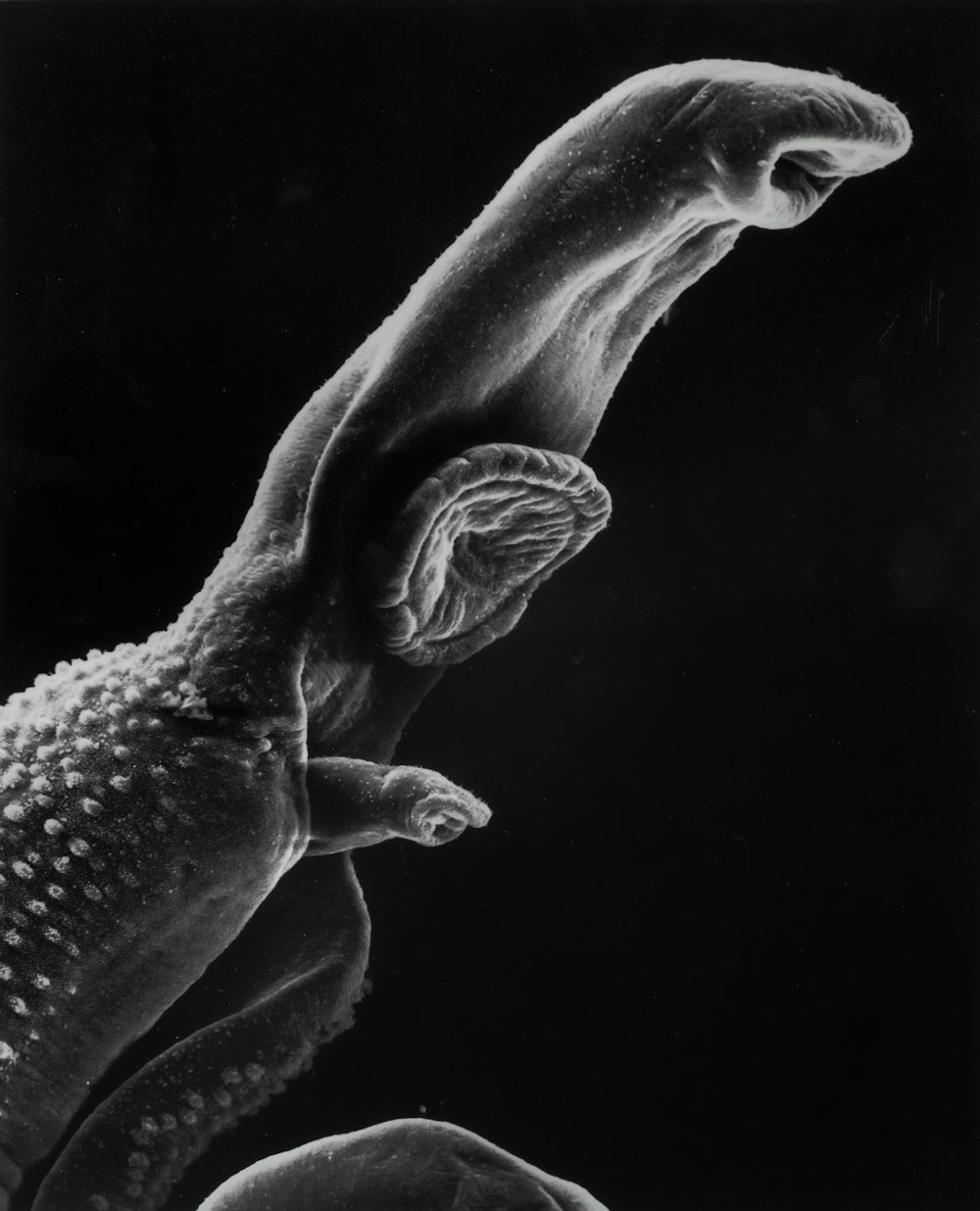 a black and white photo of a lizard