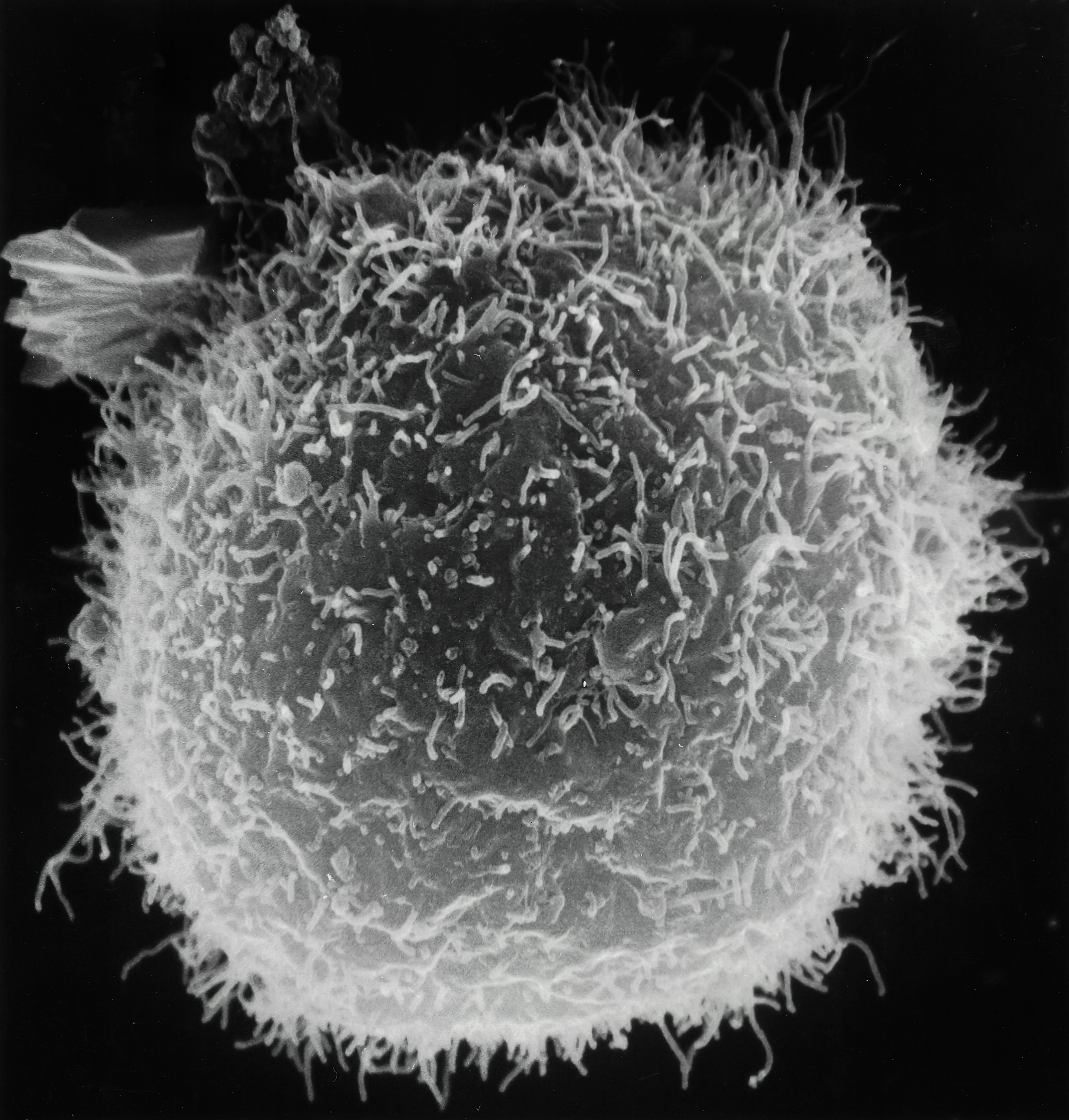 a black and white photo of a plant