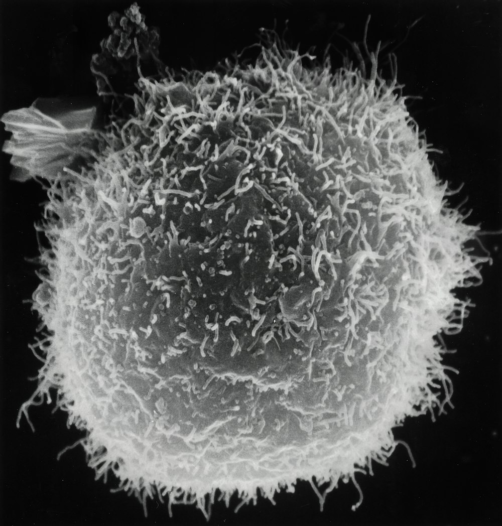 Una foto en blanco y negro de una planta