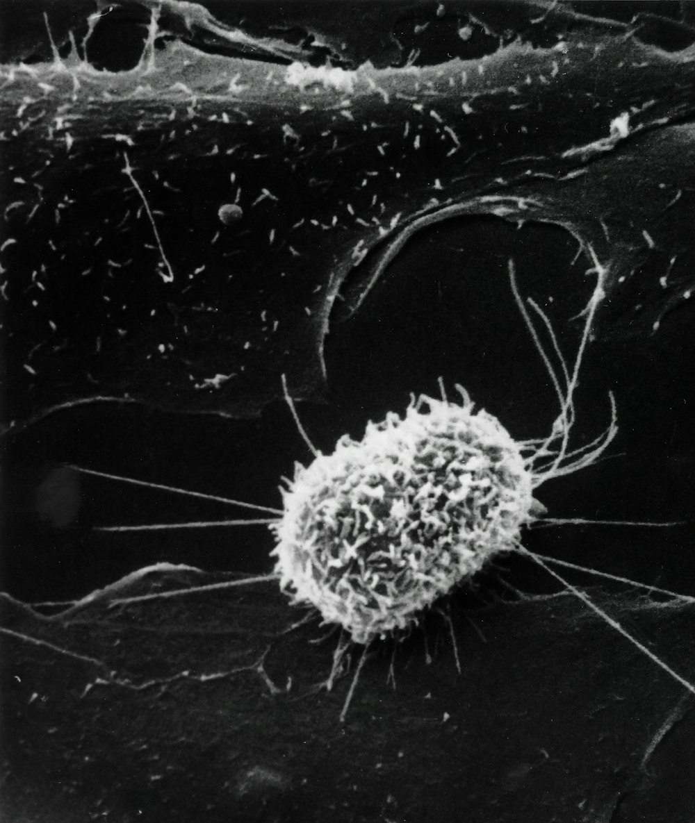 a black and white photo of an animal cell
