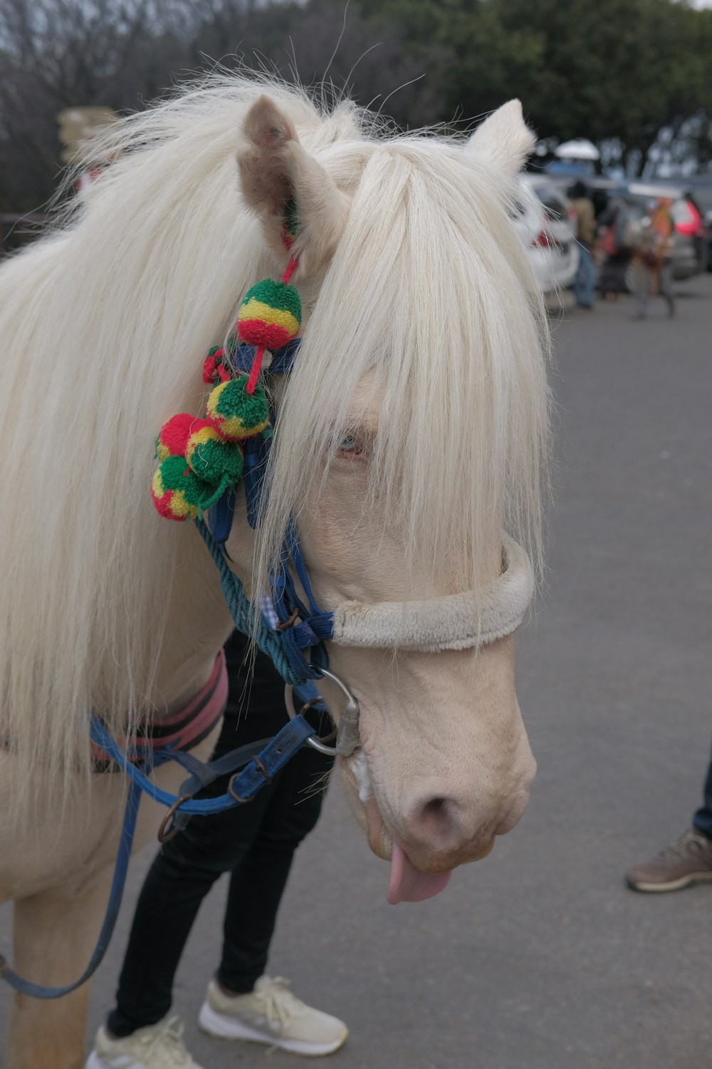 a white horse wearing a colorful head piece