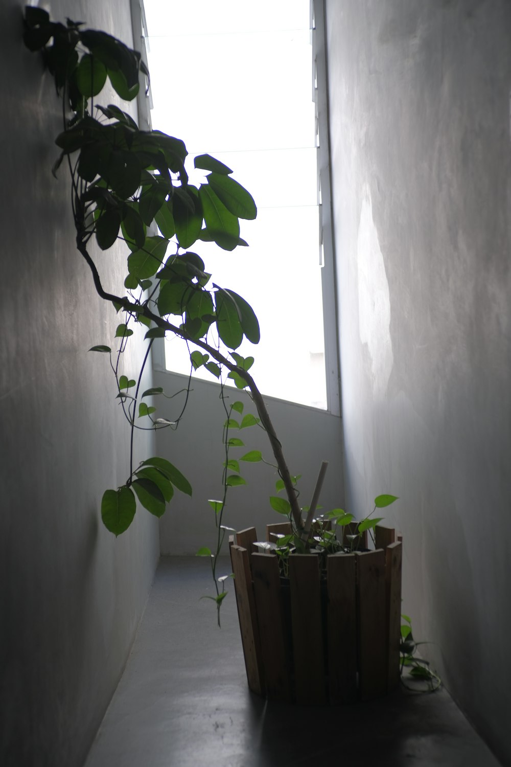 a potted plant in a corner of a room