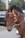 A brown horse adorned with colorful decorations on its bridle, featuring pom-poms in red, green, and yellow. The horse is positioned against a blurred background that includes a vehicle and greenery.