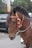 A brown horse adorned with colorful decorations on its bridle, featuring pom-poms in red, green, and yellow. The horse is positioned against a blurred background that includes a vehicle and greenery.