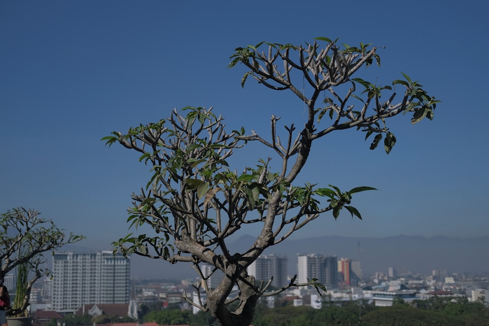 a tree in a field with a city in the background