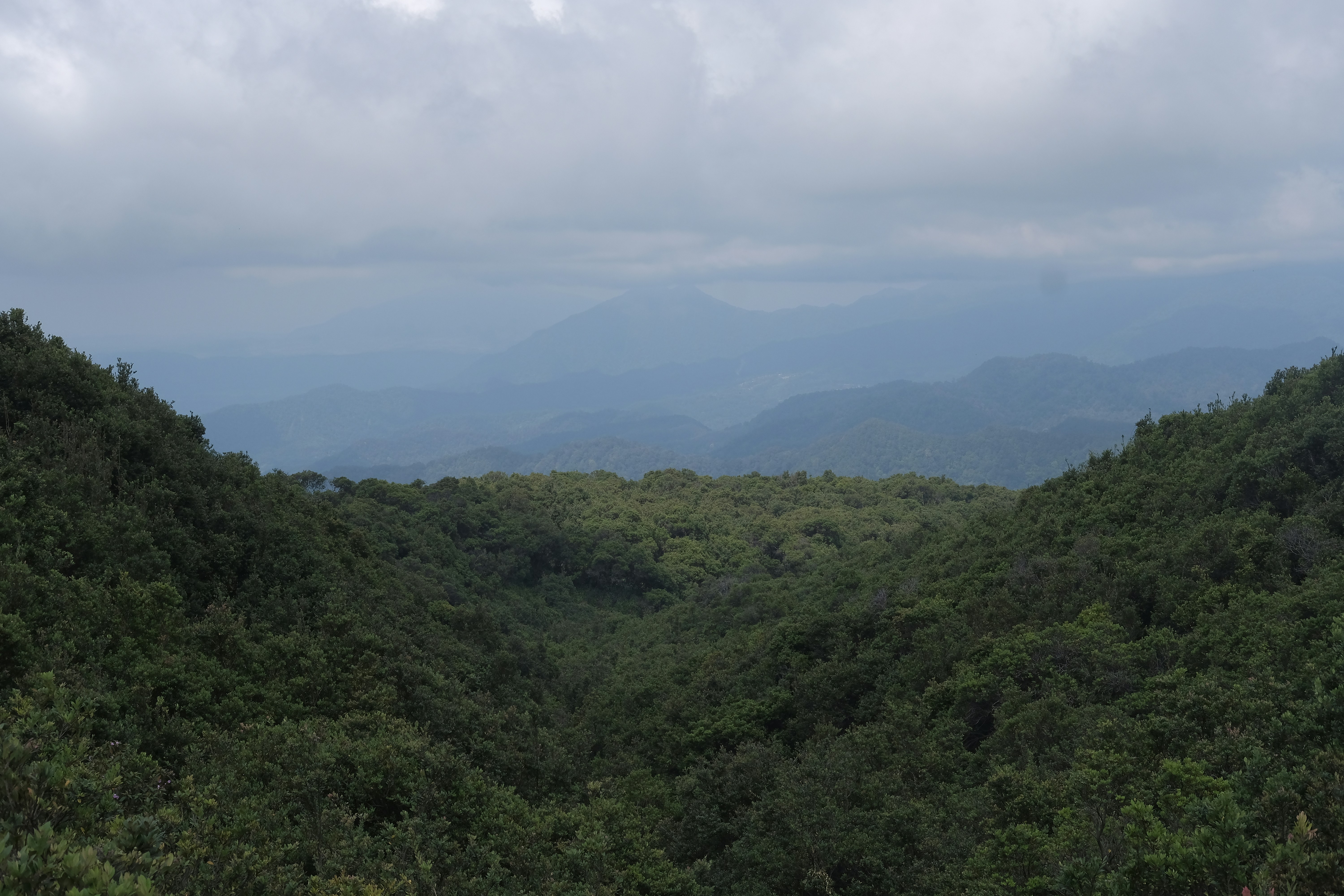 a view of the mountains and trees from the top of a hill, 