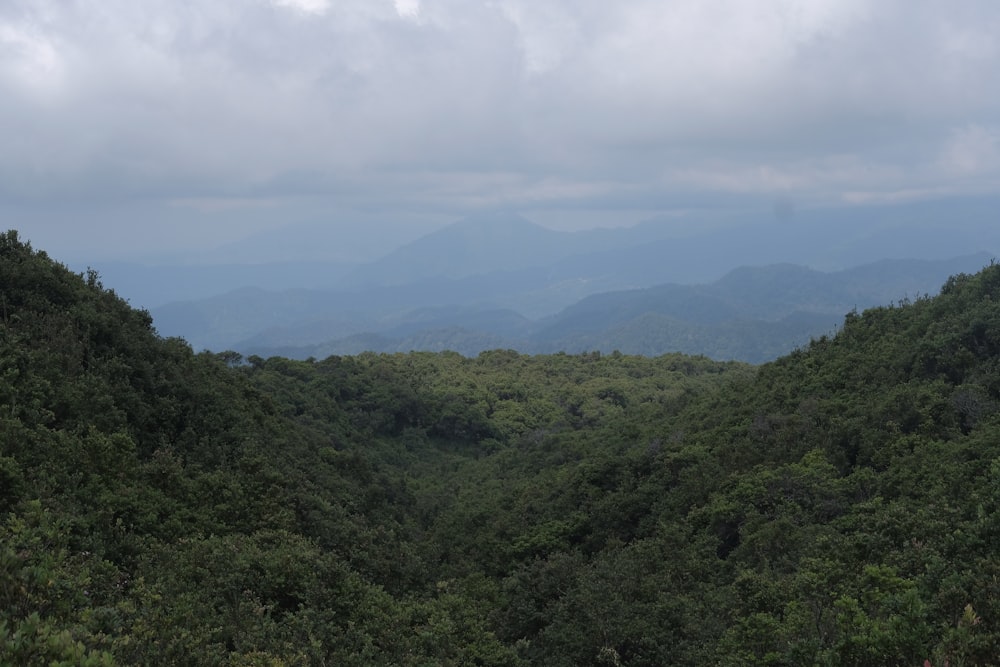 a view of the mountains and trees from the top of a hill