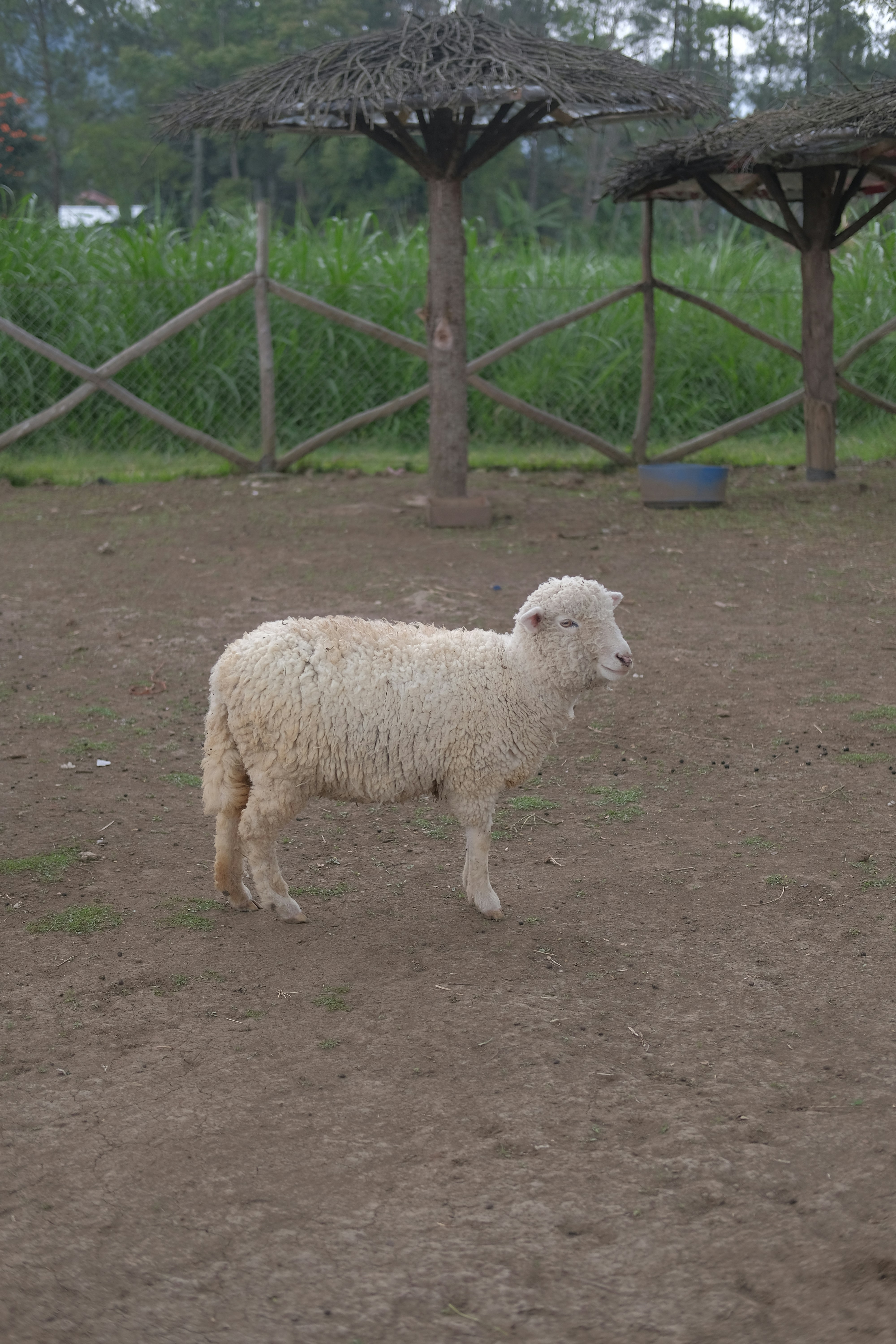 a white sheep standing on top of a dirt field