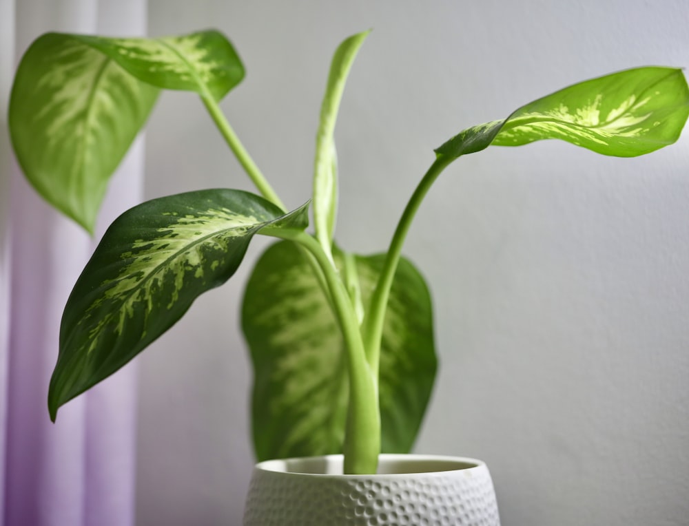 a green plant in a white vase on a table