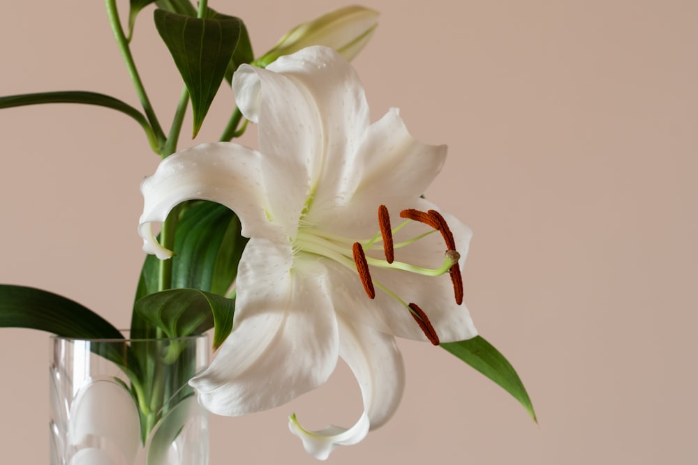 a white flower in a glass vase on a table