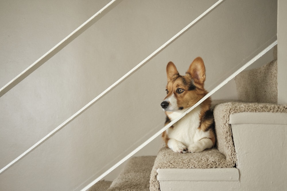 a dog is sitting on the stairs of a house