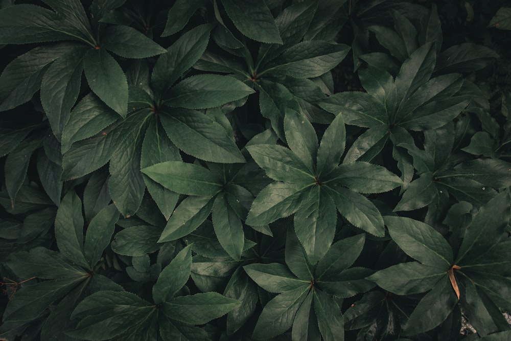 a close up of a plant with green leaves