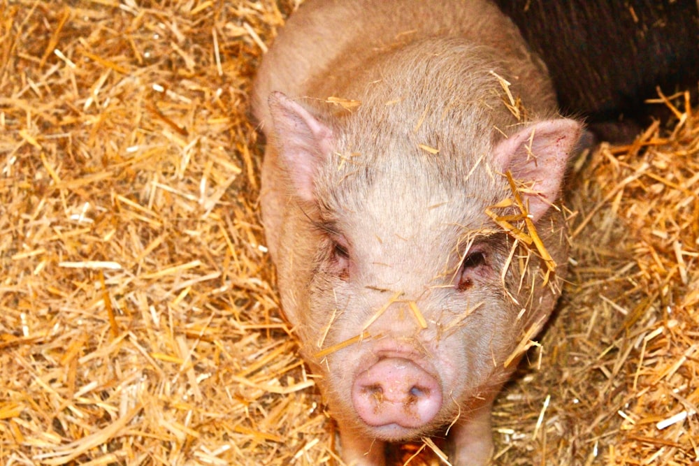 a small pig standing on top of a pile of hay