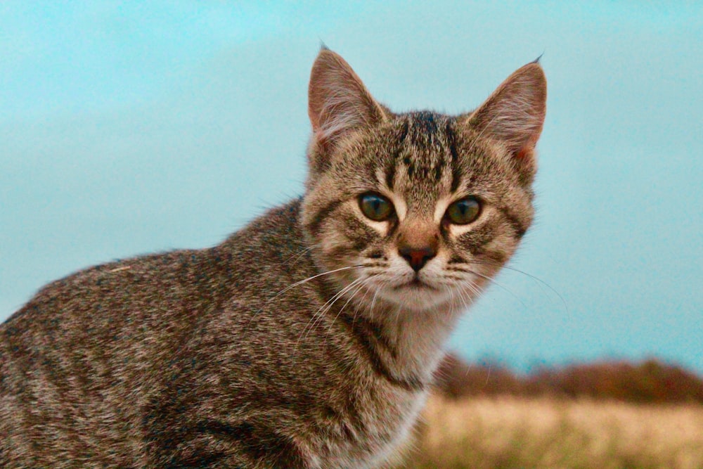 a cat sitting on top of a grass covered field