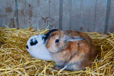 Two rabbits cuddling together in a cozy indoor pen