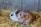 Two rabbits are nestled together on a bed of straw in a cozy setting. One rabbit is predominantly brown with a mottled fur pattern, while the other has a white coat with black patches. The background consists of a wooden or metal wall, adding to the rustic ambiance.