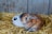 Two rabbits are nestled together on a bed of straw in a cozy setting. One rabbit is predominantly brown with a mottled fur pattern, while the other has a white coat with black patches. The background consists of a wooden or metal wall, adding to the rustic ambiance.