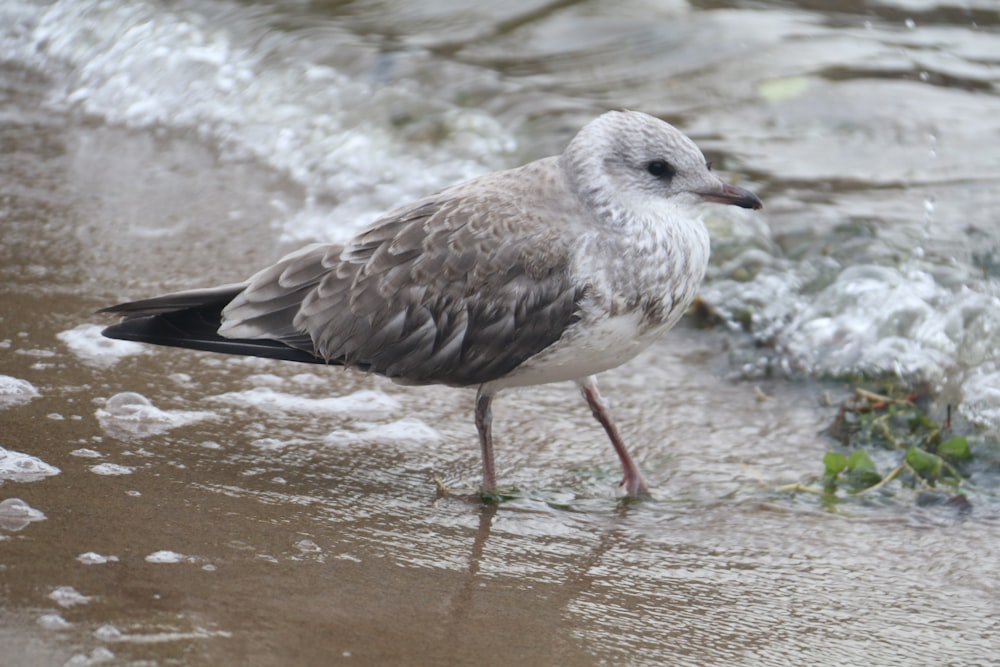 a seagull standing on a beach next to the ocean