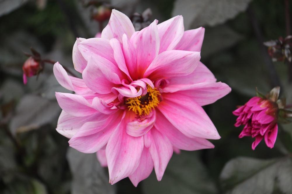 a close up of a pink flower with leaves in the background