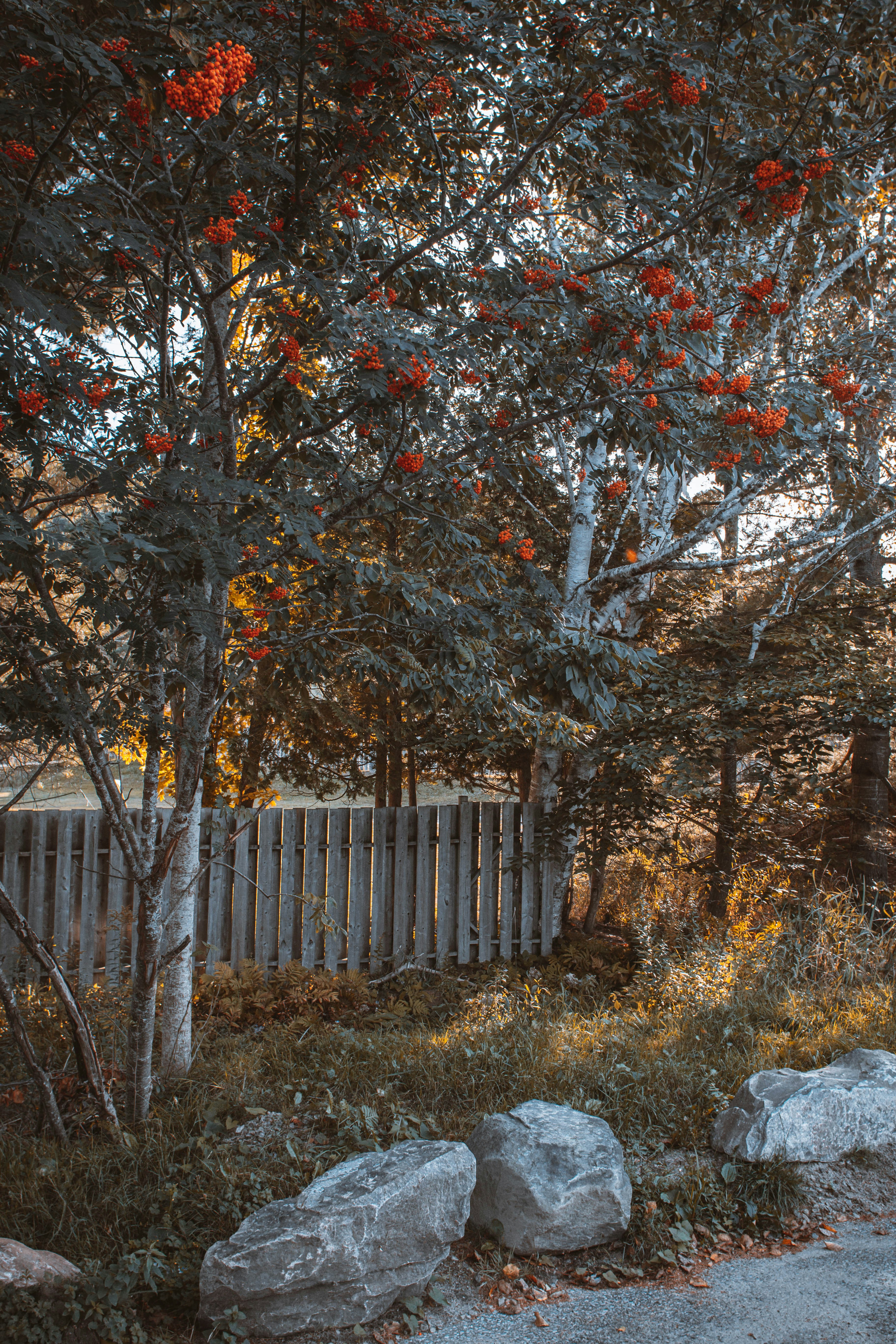 Una boca de incendios roja sentada junto a una cerca de madera
