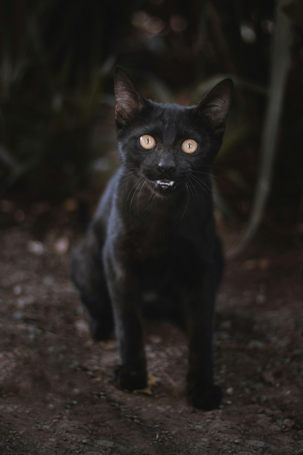 a black cat sitting on top of a dirt field