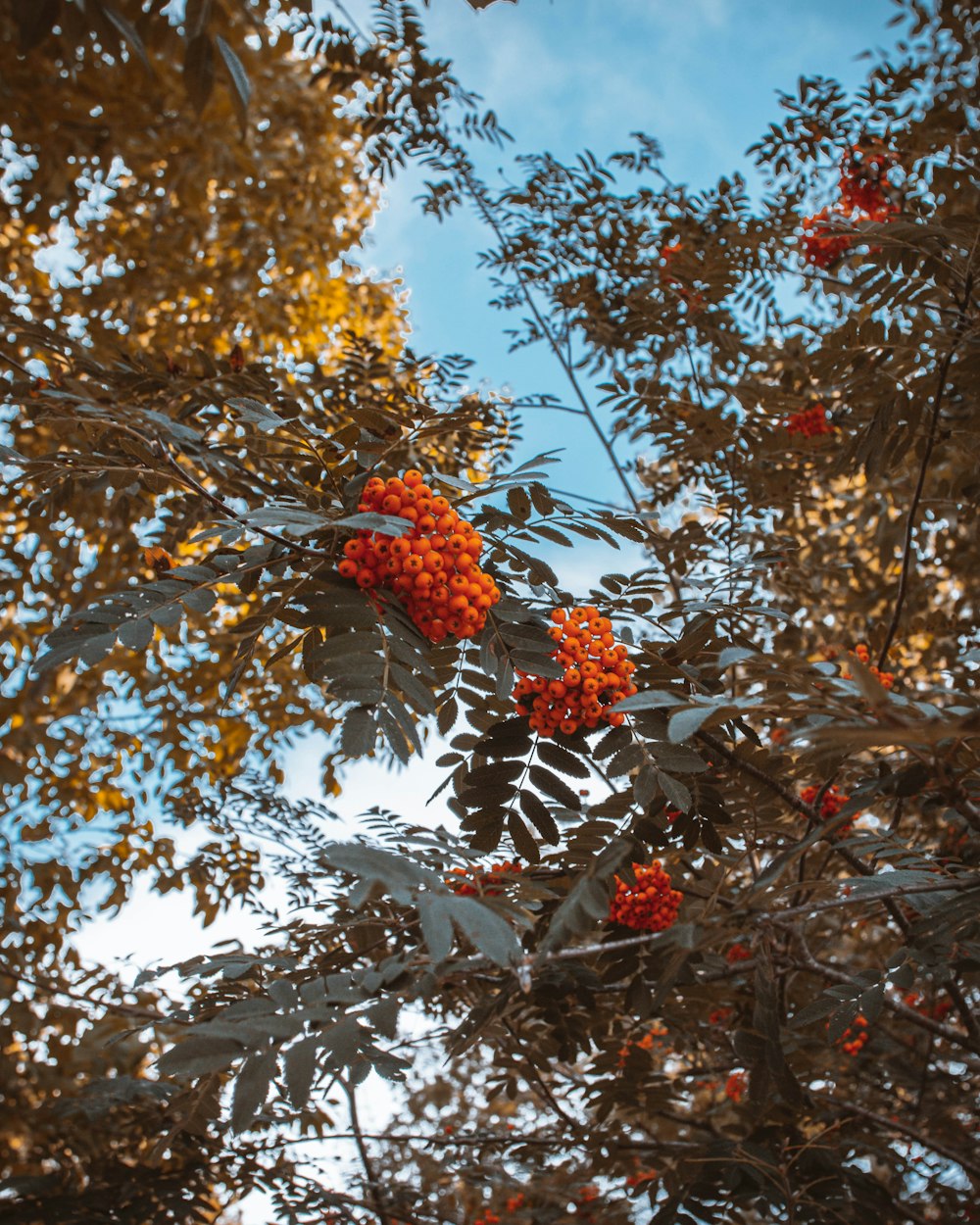 a bunch of orange berries hanging from a tree