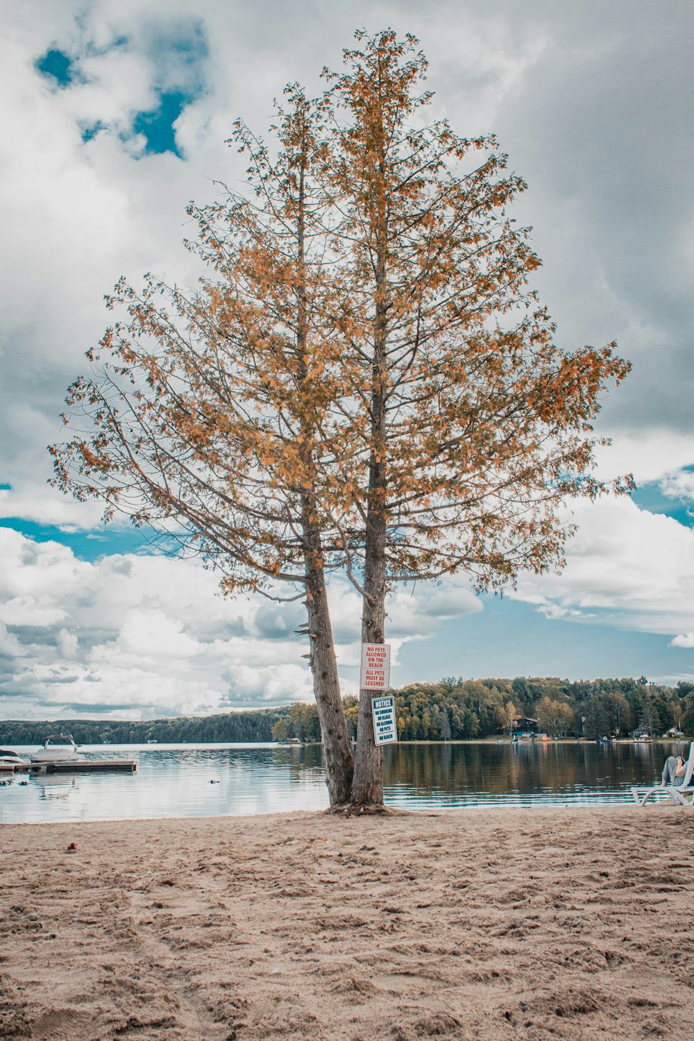 a lone tree on the shore of a lake