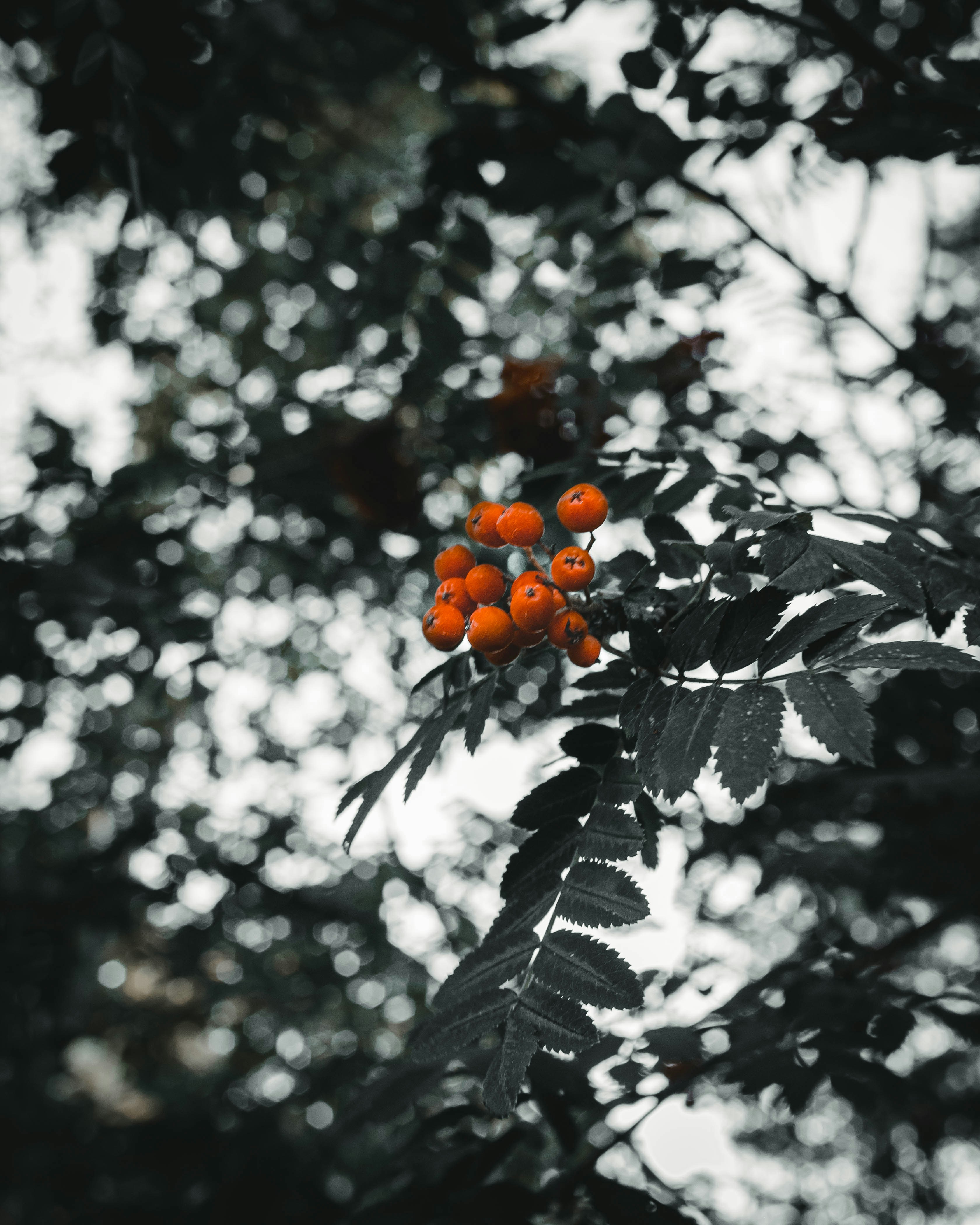 un ramo de naranjas que están en un árbol
