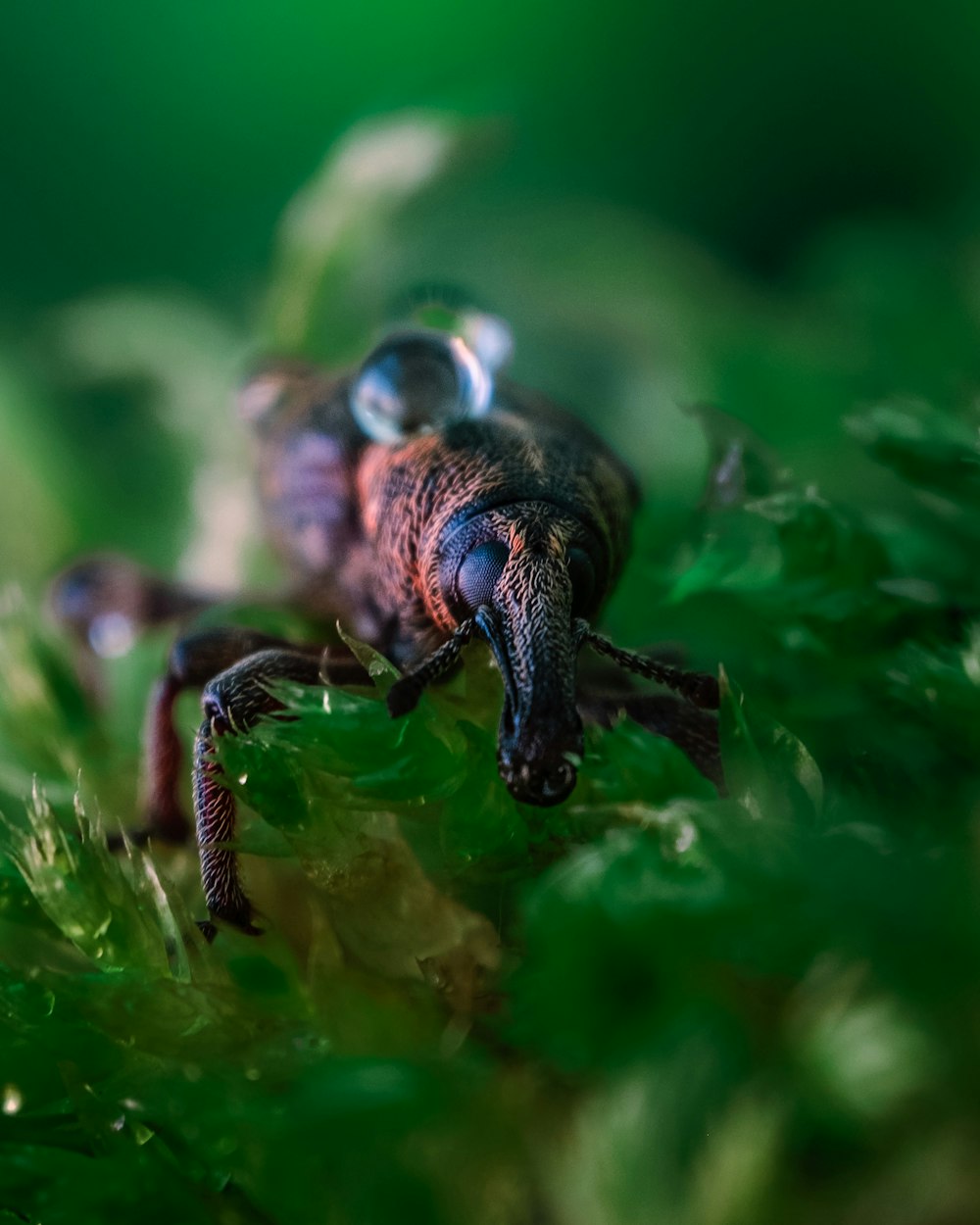 a close up of a bug on a plant