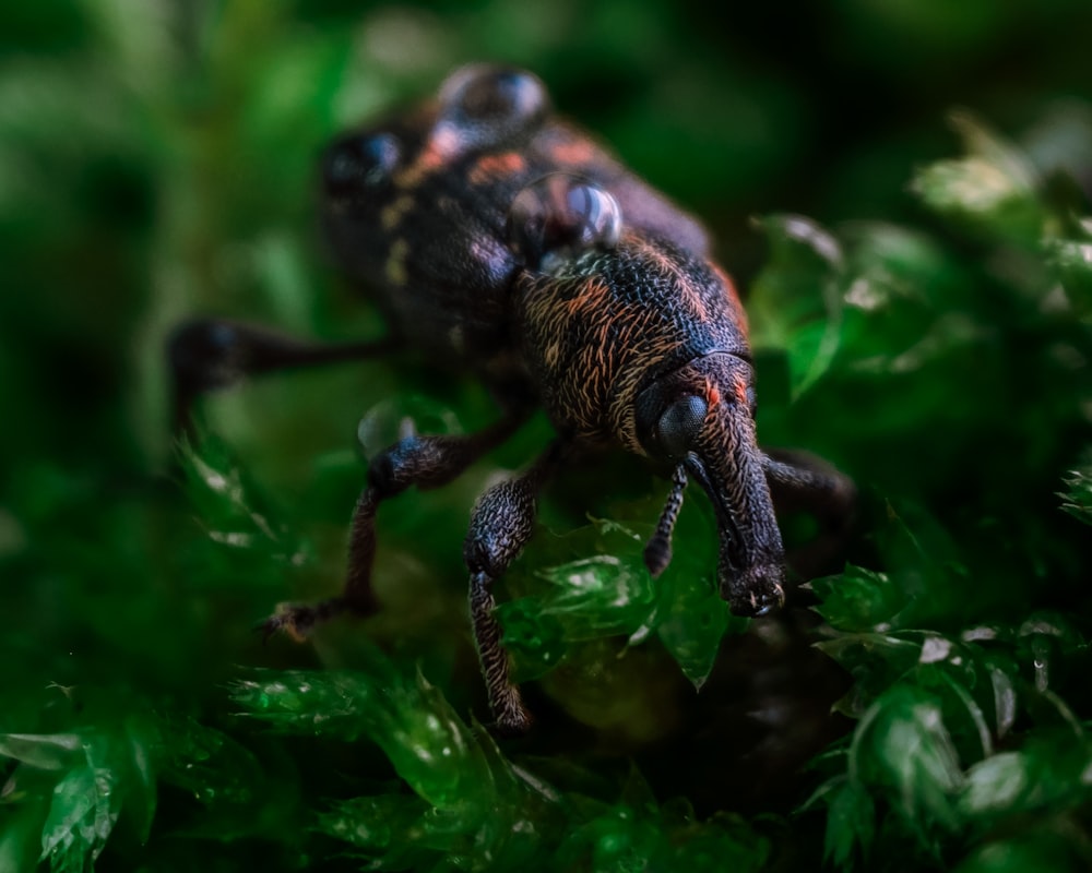 a close up of a bug on some leaves