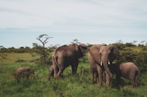 Where To Watch Wild Elephants In India: 10 Reserves Worth Travelling For