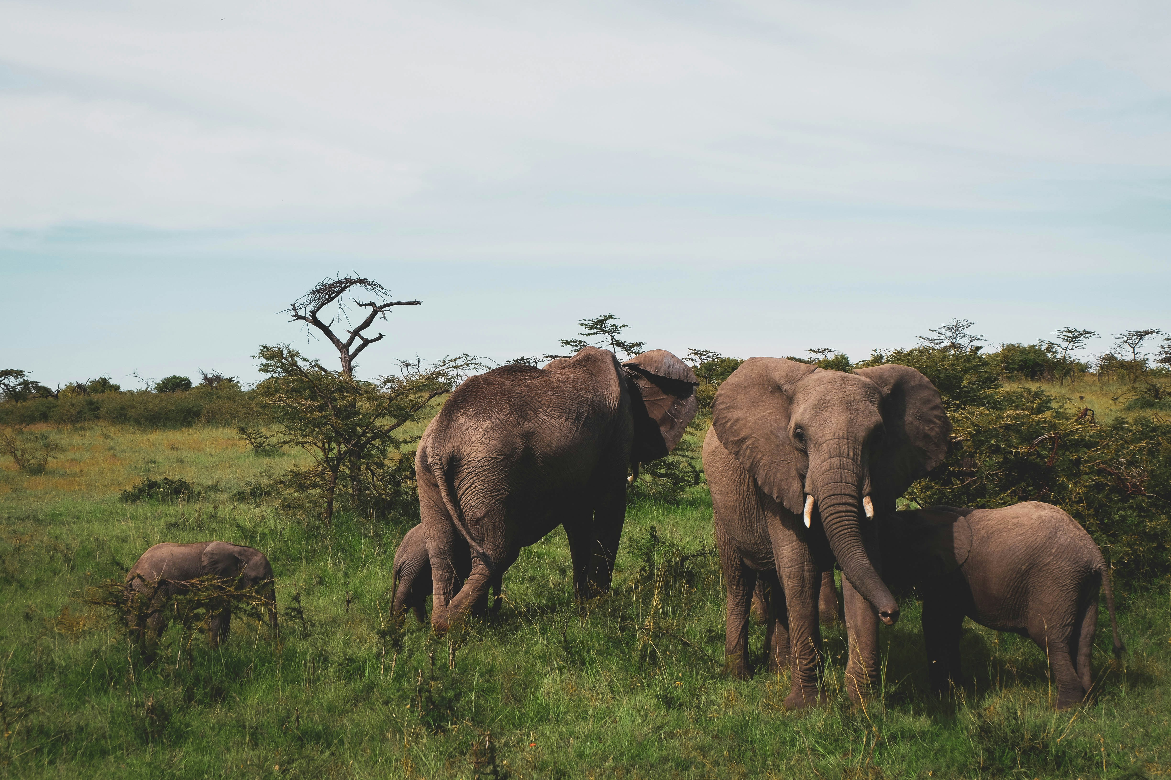 Where To Watch Wild Elephants In India: 10 Reserves Worth Travelling Across The Country For
