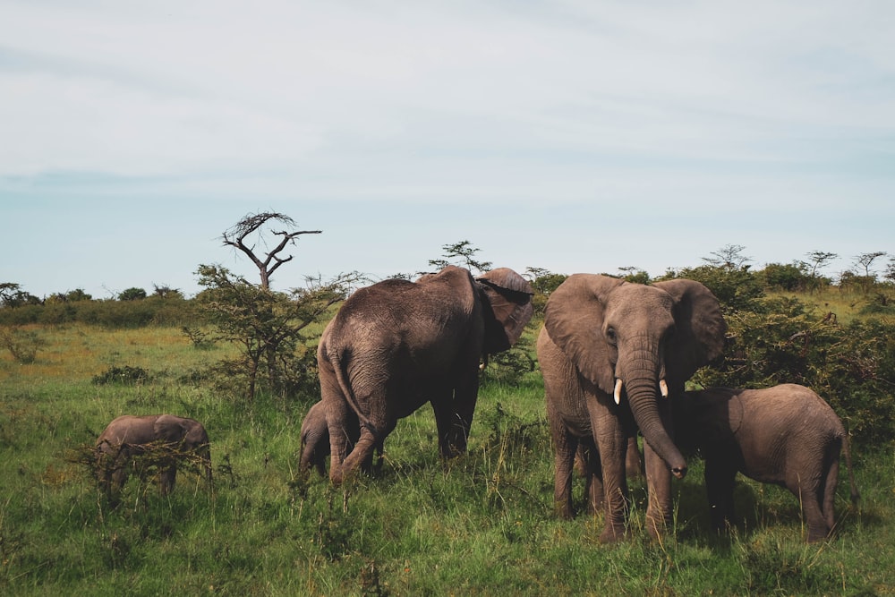 a herd of elephants standing on top of a lush green field