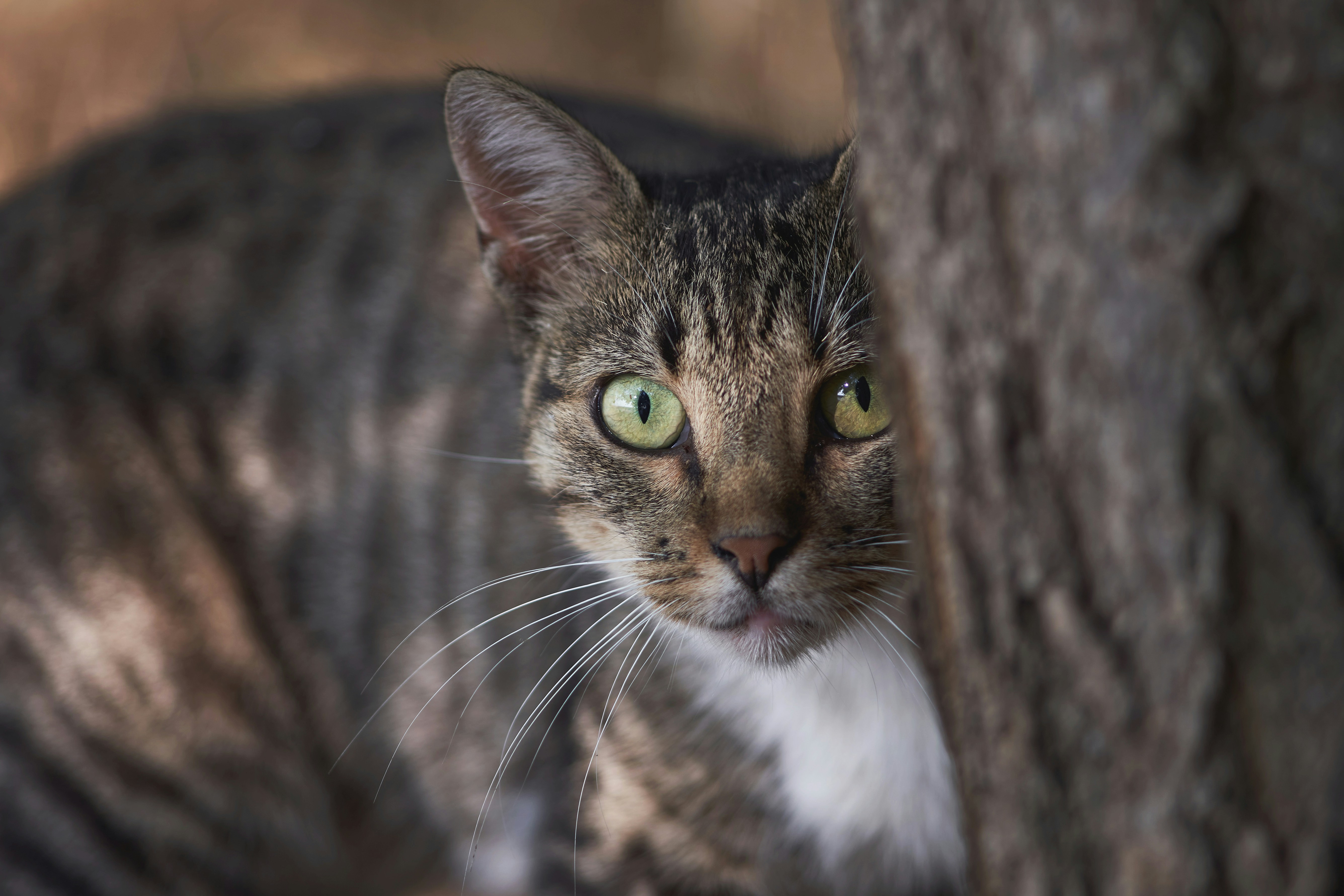 Saving Wild Cats: A Conservation Note (image credits: unsplash)