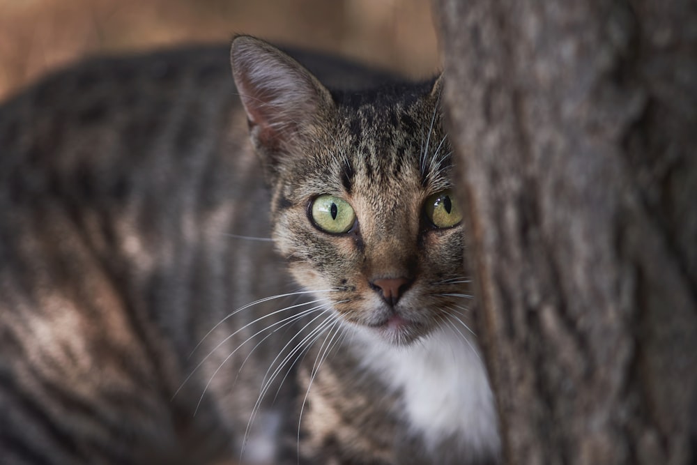 a close up of a cat near a tree