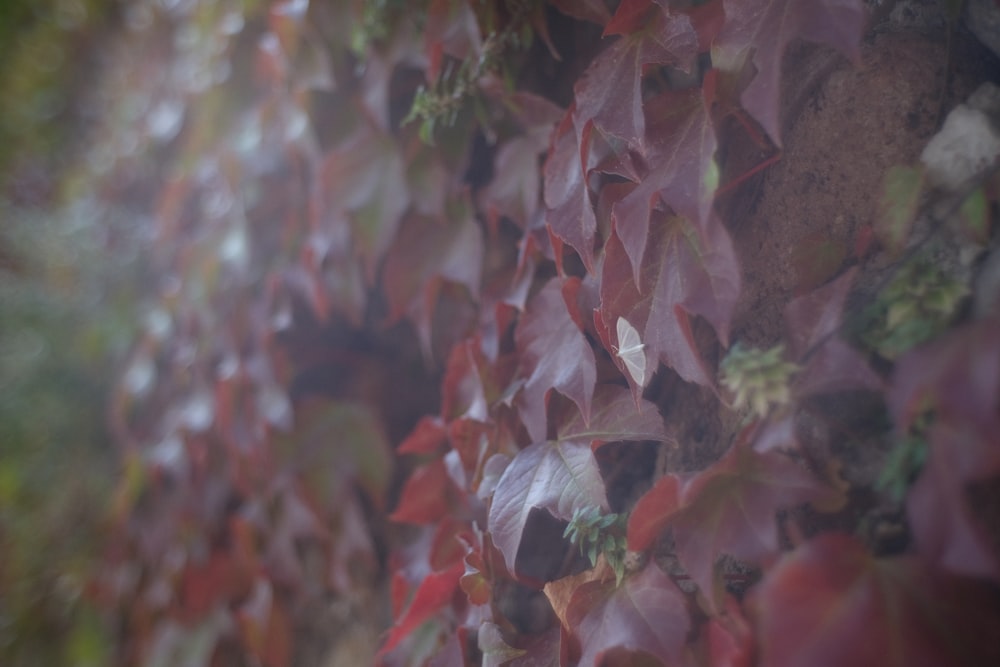 uma parede coberta de muitas folhas vermelhas e verdes