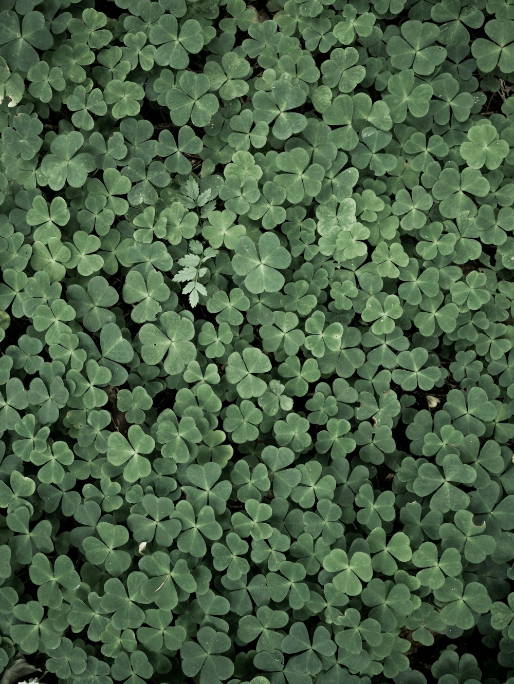 um close up de um monte de plantas verdes