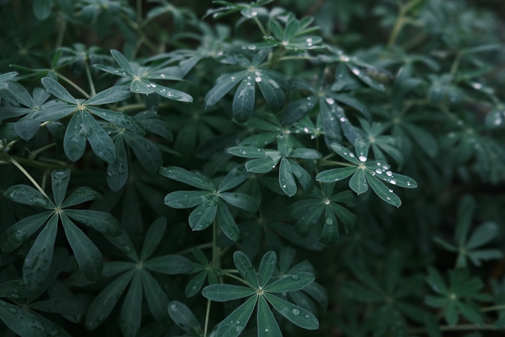 a close up of a plant with water droplets on it