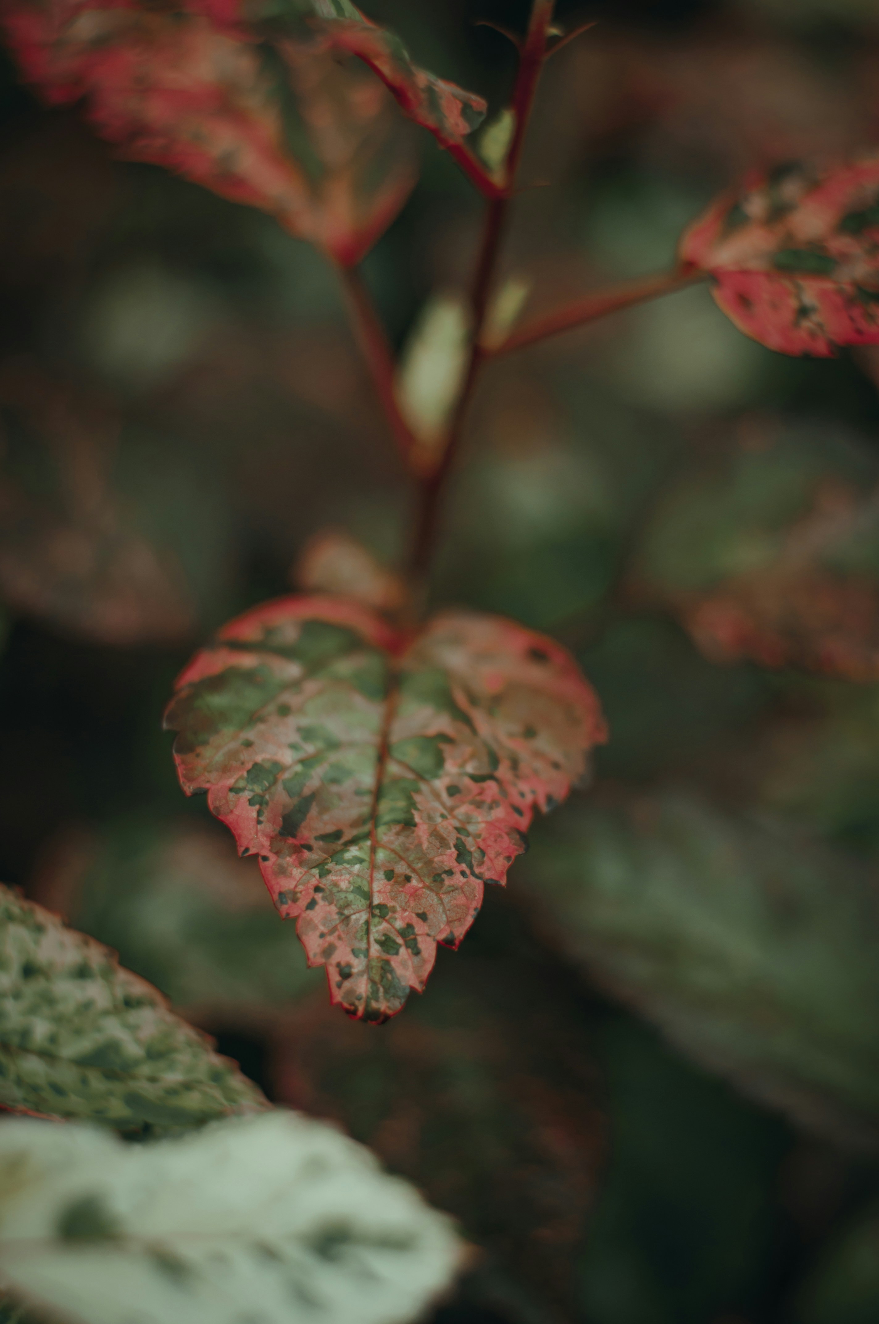 Nahaufnahme eines Blattes an einer Pflanze
