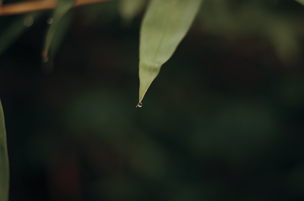 a drop of water hanging from a leaf