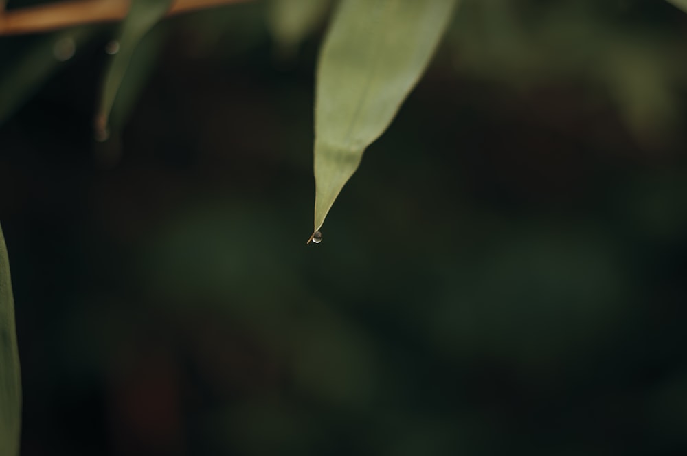 una gota de agua colgando de una hoja